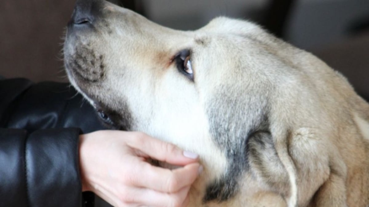 Illustration : "6 chiens à l'adoption qui ne demandent qu'à être aimés"