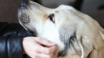 Illustration : 6 chiens &agrave; l'adoption qui ne demandent qu'&agrave; &ecirc;tre aim&eacute;s