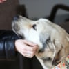 Illustration : 6 chiens &agrave; l'adoption qui ne demandent qu'&agrave; &ecirc;tre aim&eacute;s