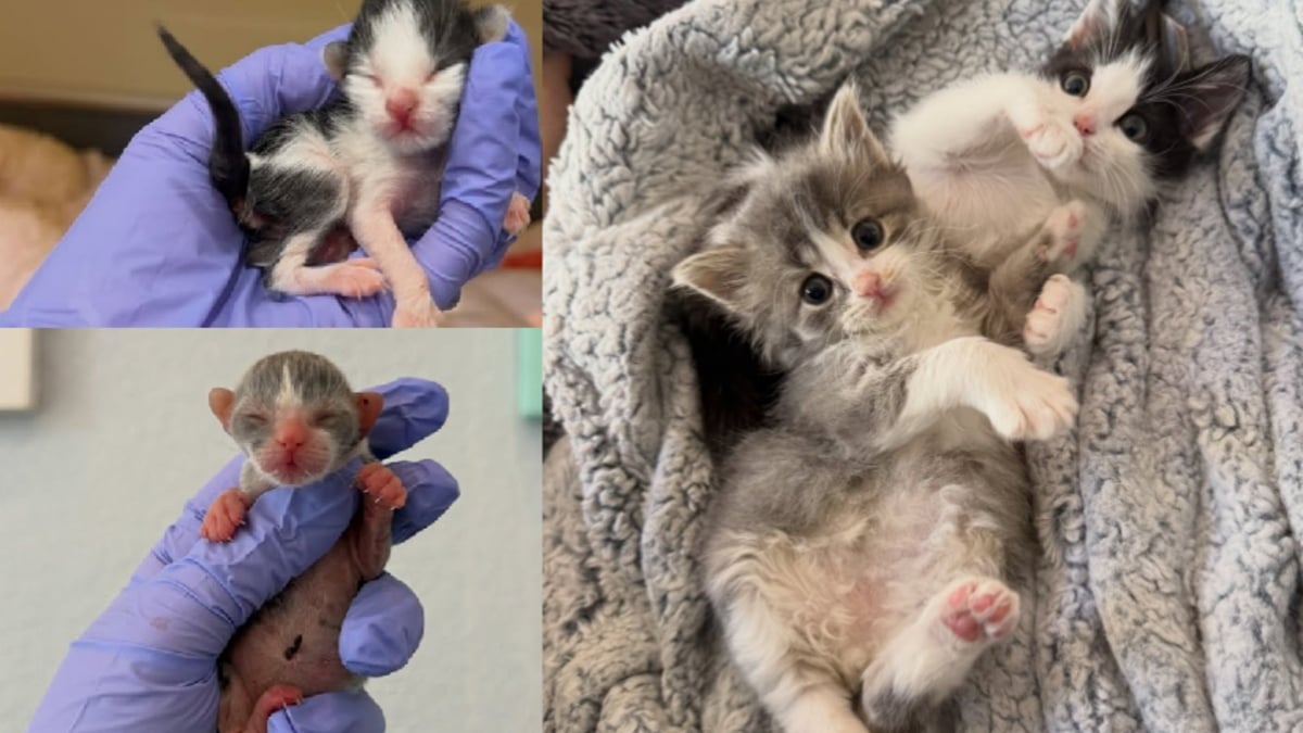 Illustration : "Nés prématurément et élevés par une mère d'accueil bénévole, ces 2 chatons vulnérables deviennent inséparables avant leur adoption commune"