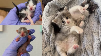 Illustration : N&eacute;s pr&eacute;matur&eacute;ment et &eacute;lev&eacute;s par une m&egrave;re d'accueil b&eacute;n&eacute;vole, ces 2 chatons vuln&eacute;rables deviennent ins&eacute;parables avant leur adoption commune