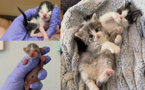 Nés prématurément et élevés par une mère d'accueil bénévole, ces 2 chatons vulnérables deviennent inséparables avant leur adoption commune