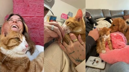 Illustration : Ce chat errant en qu&ecirc;te d&rsquo;affection d&eacute;cide de choisir une famille dans la rue et trouve enfin un foyer (vid&eacute;o)