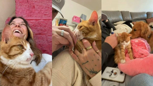 Illustration : Ce chat errant en quête d’affection décide de choisir une famille dans la rue et trouve enfin un foyer (vidéo)