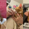 Illustration : Ce chat errant en qu&ecirc;te d&rsquo;affection d&eacute;cide de choisir une famille dans la rue et trouve enfin un foyer (vid&eacute;o)