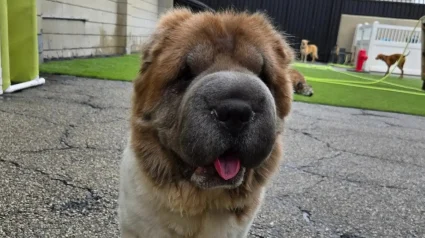 Illustration : Cette chienne de refuge se m&eacute;fiait des hommes jusqu&rsquo;&agrave; ce que son soigneur mette une perruque pour gagner sa confiance (vid&eacute;o)