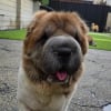 Illustration : Cette chienne de refuge se m&eacute;fiait des hommes jusqu&rsquo;&agrave; ce que son soigneur mette une perruque pour gagner sa confiance (vid&eacute;o)