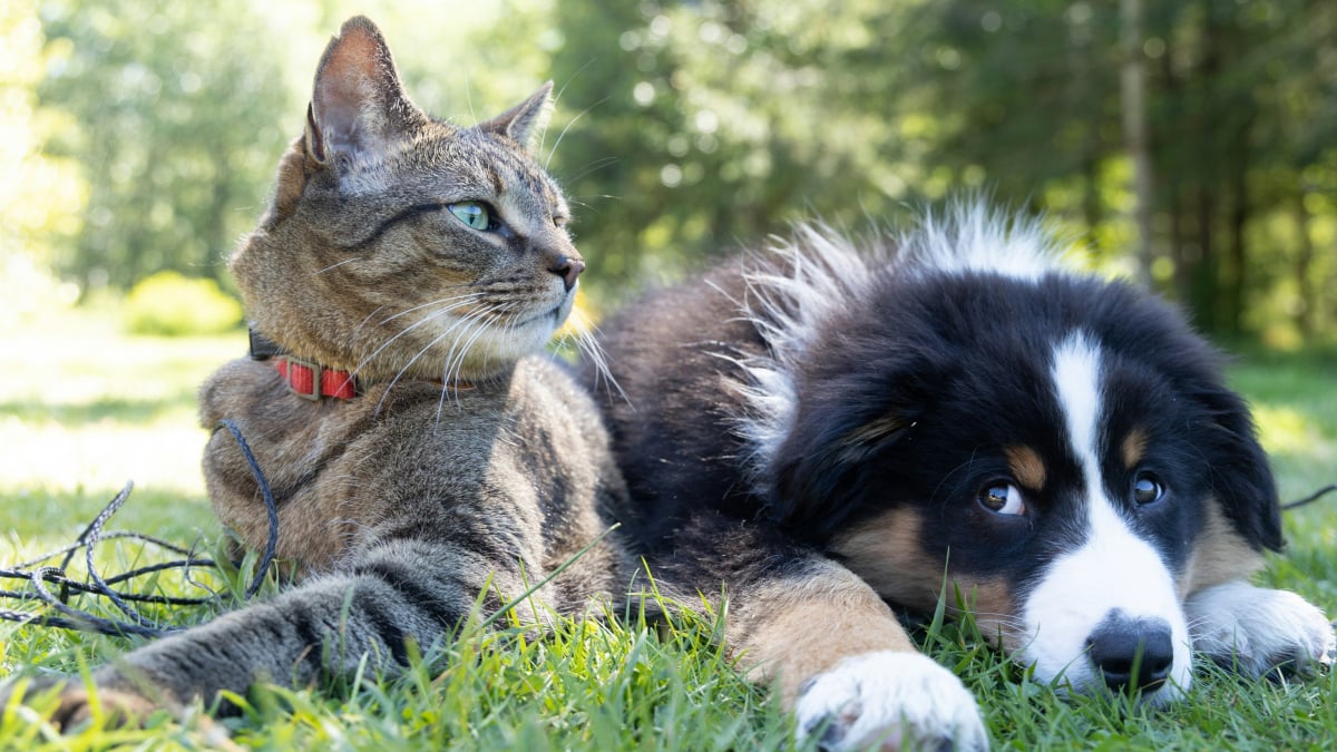 Illustration : "Idée reçue : Les chats et les chiens se détestent naturellement depuis toujours"