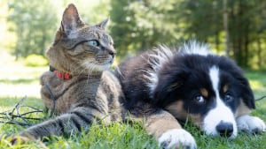 Illustration : "Idée reçue : Les chats et les chiens se détestent naturellement depuis toujours"