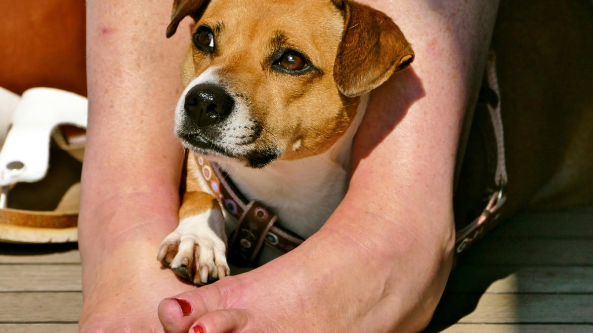 Illustration : "Pourquoi votre chien s'assoit-il toujours sur vos pieds ?"
