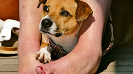 Illustration : Pourquoi votre chien s'assoit-il toujours sur vos pieds ?