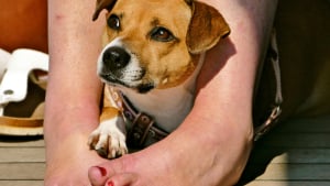 Illustration : "Pourquoi votre chien s'assoit-il toujours sur vos pieds ?"