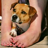 Illustration : Pourquoi votre chien s'assoit-il toujours sur vos pieds ?