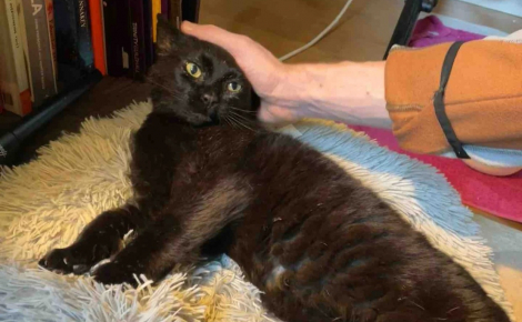 Longtemps livré à lui-même sur un site industriel, ce chat devenu aveugle connaît enfin le bonheur et la sécurité