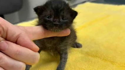 Illustration : Unique survivant de sa port&eacute;e, ce minuscule chaton surmonte une maladie grave et surprend ses sauveurs par son immense volont&eacute; de vivre