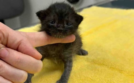 Unique survivant de sa portée, ce minuscule chaton surmonte une maladie grave et surprend ses sauveurs par son immense volonté de vivre