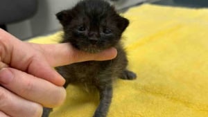 Illustration : Unique survivant de sa portée, ce minuscule chaton surmonte une maladie grave et surprend ses sauveurs par son immense volonté de vivre