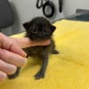 Illustration : Unique survivant de sa port&eacute;e, ce minuscule chaton surmonte une maladie grave et surprend ses sauveurs par son immense volont&eacute; de vivre