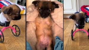 Illustration : Née sans pattes avant, cette chienne croisée Chihuahua peut enfin courir grâce à son petit chariot rose (vidéo)