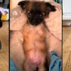 Illustration : N&eacute;e sans pattes avant, cette chienne crois&eacute;e Chihuahua peut enfin courir gr&acirc;ce &agrave; son petit chariot rose (vid&eacute;o)
