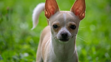 Illustration : Les petits chiens ont-ils vraiment besoin de faire de longues promenades r&eacute;guli&egrave;res ?