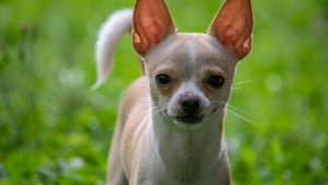 Illustration : Les petits chiens ont-ils vraiment besoin de faire de longues promenades r&eacute;guli&egrave;res ?