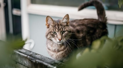 Illustration : Pourquoi le bout de la queue de votre chat tressaille-t-il ?