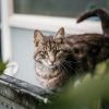 Illustration : Pourquoi le bout de la queue de votre chat tressaille-t-il ?