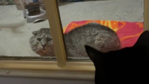 Illustration : "« Il savait que je pouvais l'aider », un vieux chat affaibli s’allonge devant une maison et reçoit les soins qu'il espérait (vidéo)"