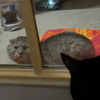 Illustration : &laquo; Il savait que je pouvais l'aider &raquo;, un vieux chat affaibli s&rsquo;allonge devant une maison et re&ccedil;oit les soins qu'il esp&eacute;rait (vid&eacute;o)