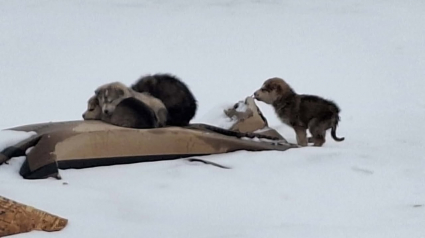 Illustration : Abandonn&eacute;s dans une d&eacute;charge enneig&eacute;e, ces 4 chiots transis de froid tentaient de survivre gr&acirc;ce &agrave; des morceaux de carton