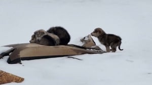 Illustration : "Abandonnés dans une décharge enneigée, ces 4 chiots transis de froid tentaient de survivre grâce à des morceaux de carton"