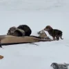 Illustration : Abandonn&eacute;s dans une d&eacute;charge enneig&eacute;e, ces 4 chiots transis de froid tentaient de survivre gr&acirc;ce &agrave; des morceaux de carton