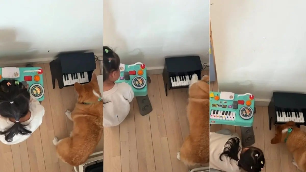 Illustration : "« La meilleure prof de musique », une femelle Corgi mélomane apprend à sa jeune maîtresse à jouer du piano (vidéo)"