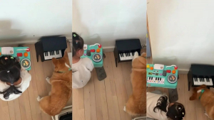 Illustration : « La meilleure prof de musique », une femelle Corgi mélomane apprend à sa jeune maîtresse à jouer du piano (vidéo)