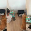 Illustration : &laquo; La meilleure prof de musique &raquo;, une femelle Corgi m&eacute;lomane apprend &agrave; sa jeune ma&icirc;tresse &agrave; jouer du piano (vid&eacute;o)
