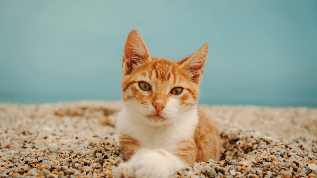 Illustration : "Quel est le type de litière préféré des chats selon la science ?"
