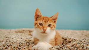 Illustration : "Quel est le type de litière préféré des chats selon la science ?"