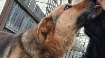 Illustration : &laquo; Elle survivait comme elle pouvait &raquo;, une chienne vivant seule dans une d&eacute;chetterie cherche l&rsquo;amour d&rsquo;une famille