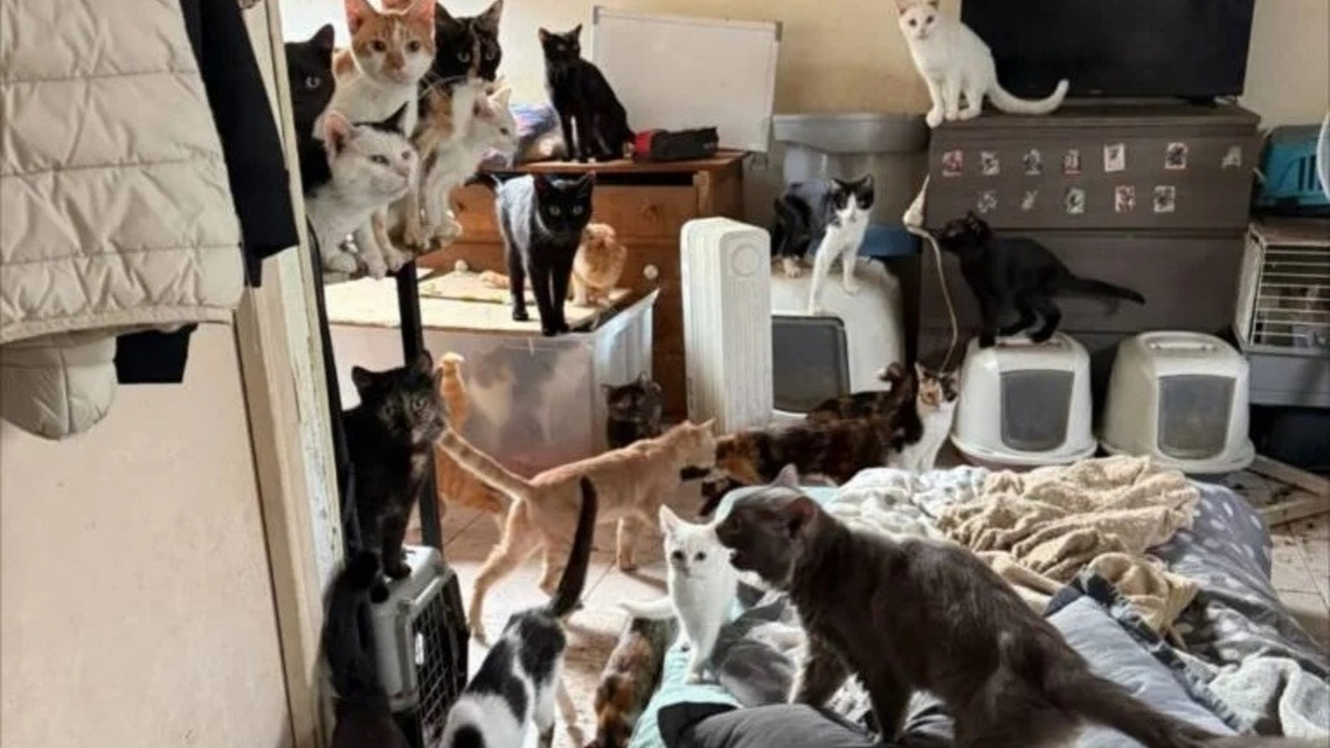 Illustration : "La chute de plusieurs chats depuis le 2e étage mène au sauvetage d'une dizaine d'animaux vivant dans des conditions insalubres"