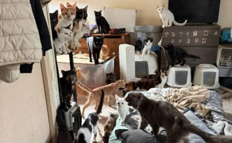 La chute de plusieurs chats depuis le 2e étage mène au sauvetage d'une dizaine d'animaux vivant dans des conditions insalubres
