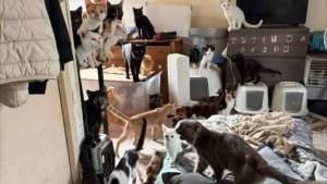Illustration : "La chute de plusieurs chats depuis le 2e étage mène au sauvetage d'une dizaine d'animaux vivant dans des conditions insalubres"