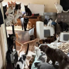 Illustration : La chute de plusieurs chats depuis le 2e &eacute;tage m&egrave;ne au sauvetage d'une dizaine d'animaux vivant dans des conditions insalubres