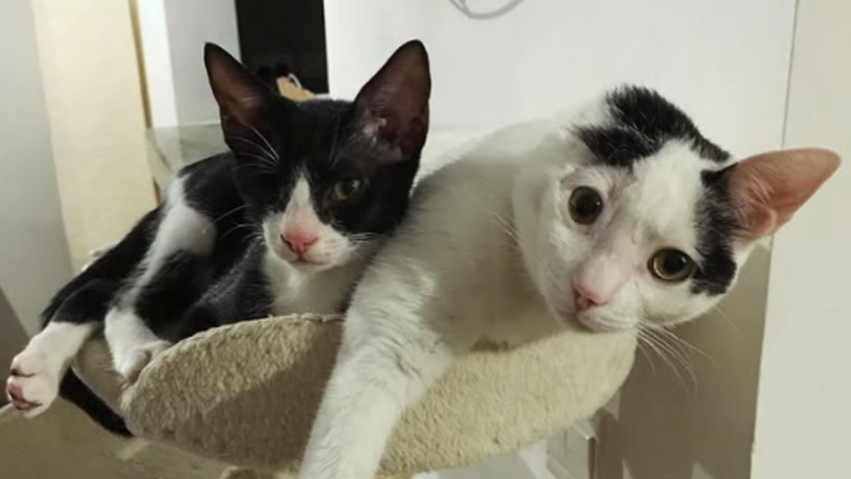Illustration : "Une chatte privée d'une oreille et un chat borgne deviennent inséparables après leur adoption par la vétérinaire qui les a soignés"