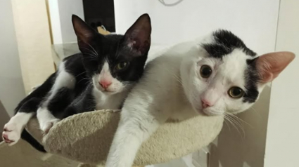 Illustration : Une chatte priv&eacute;e d'une oreille et un chat borgne deviennent ins&eacute;parables apr&egrave;s leur adoption par la v&eacute;t&eacute;rinaire qui les a soign&eacute;s