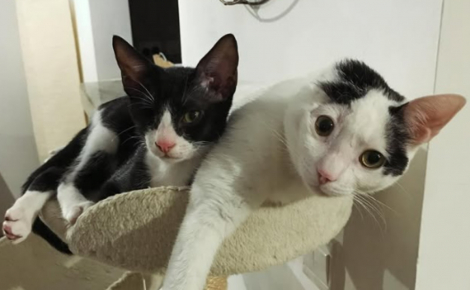 Une chatte privée d'une oreille et un chat borgne deviennent inséparables après leur adoption par la vétérinaire qui les a soignés