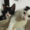 Illustration : Une chatte priv&eacute;e d'une oreille et un chat borgne deviennent ins&eacute;parables apr&egrave;s leur adoption par la v&eacute;t&eacute;rinaire qui les a soign&eacute;s