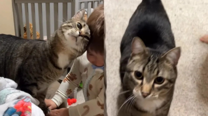 Illustration : Ce chat insiste pour commencer la journ&eacute;e avec son petit fr&egrave;re humain et &ecirc;tre le premier &agrave; le saluer (vid&eacute;o)