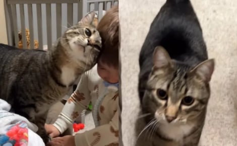 Ce chat insiste pour commencer la journée avec son petit frère humain et être le premier à le saluer (vidéo)