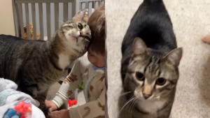 Illustration : Ce chat insiste pour commencer la journée avec son petit frère humain et être le premier à le saluer (vidéo)